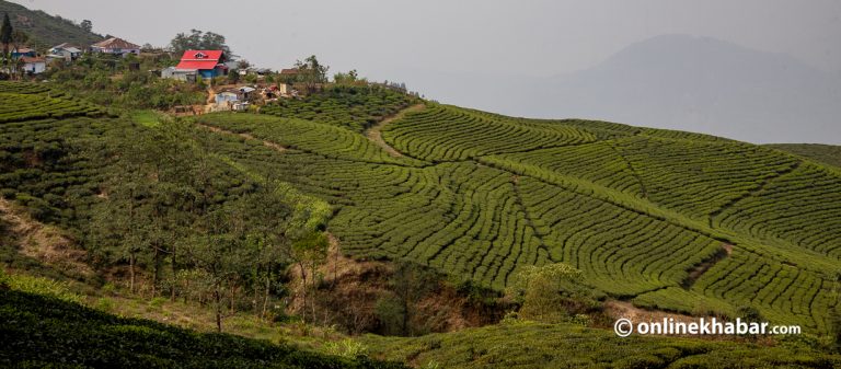 ‘इलामे सहर, चियाबारी राम्रो’