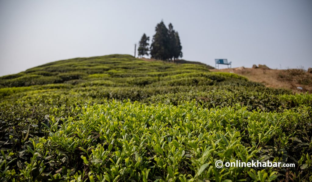 ‘नेपाली चियाको गुणस्तर जाँच गर्न भारत धाउनुपर्छ’