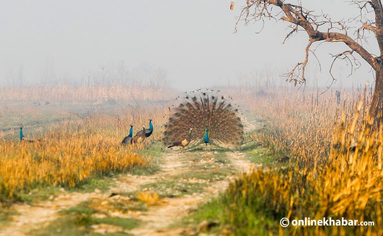 शुक्लाफाँटामा आँखै अगाडि मयूर नाचेपछि…!