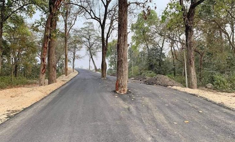हुलाकी राजमार्गको दुर्दशा : बीच सडकमा रुख राखेर कालोपत्रे