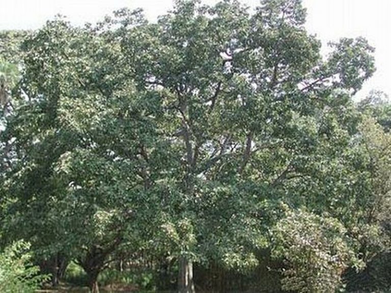 बर्राेको औषधीय महत्व : कसरी र केका लागि प्रयोग गर्ने ?
