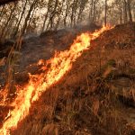 यी हुन् डढेलोको उच्च जोखिममा रहेका‍ ९ जिल्ला