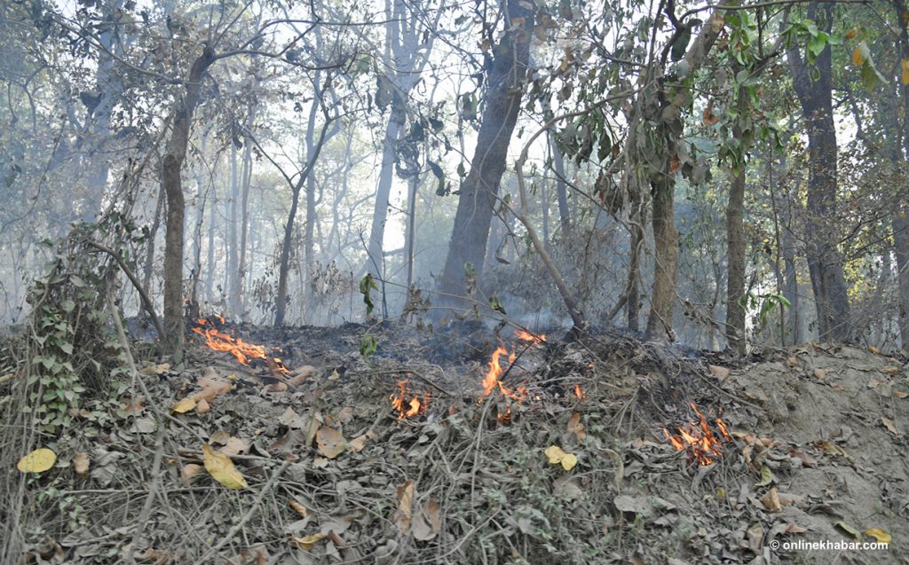 बाँकेमा डढेलोमा परेर खरायो, सर्प र चरा मरे