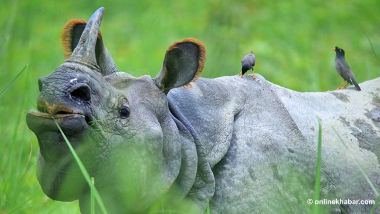 गैंडाको आक्रमणबाट पथ प्रदर्शक घाइते   