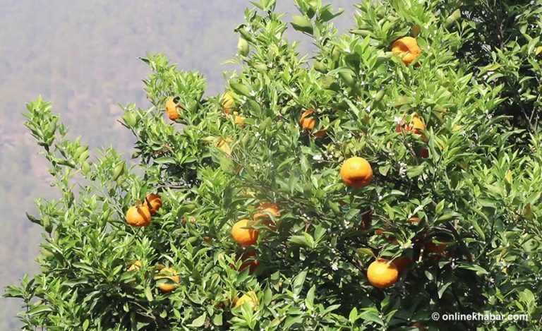 गुल्मीको भाडगाउँमा मध्य चैतसम्म पनि बोटमै सुन्तला