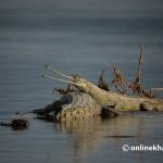 राप्ती नदीमा भेटियो १७ घडियालको गुँड