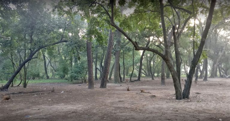 श्‍लेषमान्तक वनमा पक्‍की चिहान निर्माण रोक्न माग