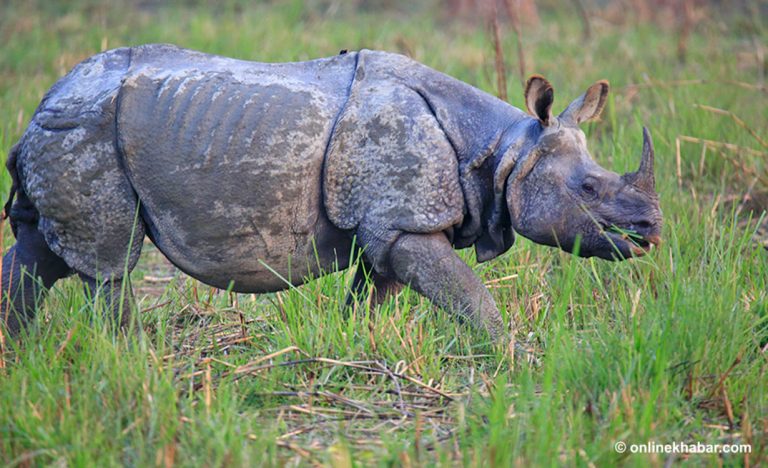 कञ्चनपुरमा गैंडाको आक्रमणबाट एकजना गम्भीर घाइते