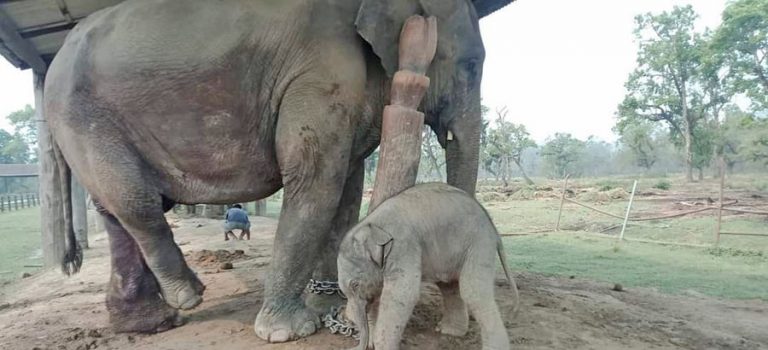 हात्ती प्रजनन् केन्द्रकी नारायणकलीले जन्माई छावा
