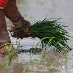 असार १५ मा २३ औं राष्ट्रिय धान दिवस, वार्षिक १० लाख टन धान अपुग
