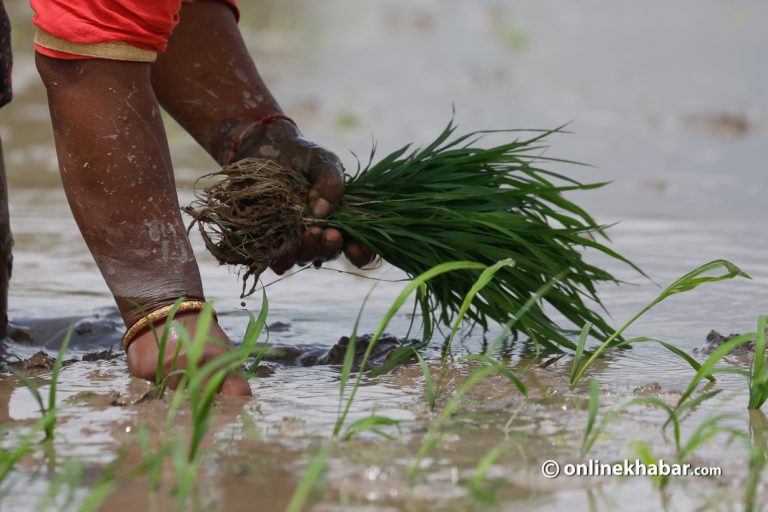 असार १५ मा २३ औं राष्ट्रिय धान दिवस, वार्षिक १० लाख टन धान अपुग