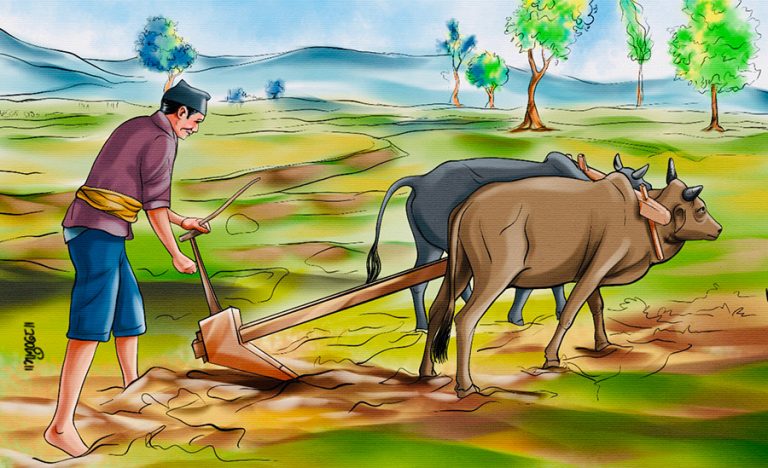 रोजाइको उद्यम होइन, गुजाराको बाध्यता बनेको कृषि