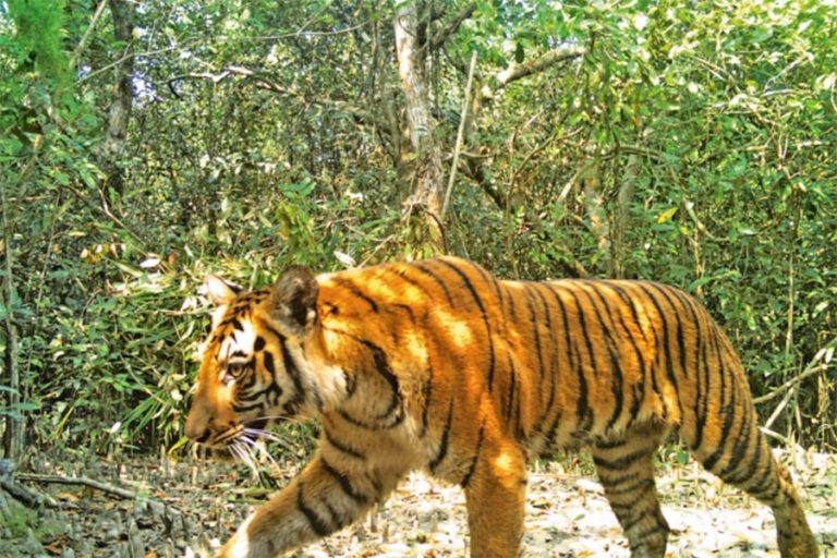 ७० वटा बाघ मारेको आरोपमा बंगलादेशमा एकजना पक्राउ