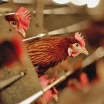 काठमाडौं उपत्यकामा बर्डफ्लू संक्रमण फैलन नदिन प्राविधिक टोली परिचालन   