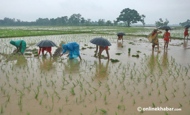देशभरि ८३ प्रतिशत बढी धान रोपाइँ