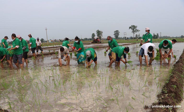 सुदूरपश्चिमको कृषि मन्त्रालयले ४० बिघामा धान खेती गर्ने
