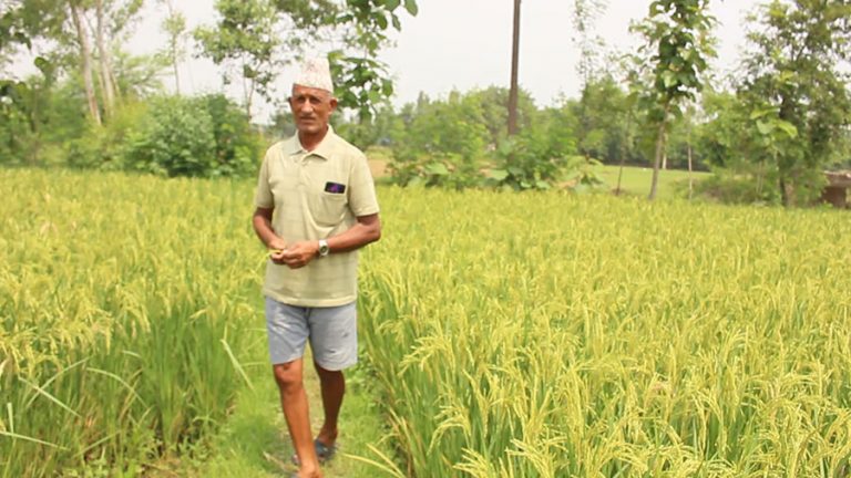 बाँकेका किसानहरु पहिलो पटक चैते धान फलाउन सफल