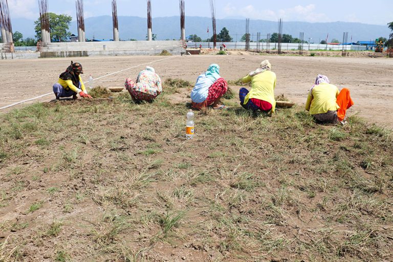 गौतमबुद्ध अन्तर्राष्ट्रिय क्रिकेट रंगशालामा दुबो रोप्ने काम सुरु
