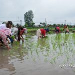२३ औं राष्ट्रिय धान दिवस : नारामा आत्मनिर्भर, बिउमा परनिर्भर