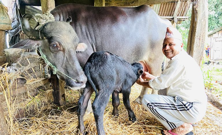 जाजरकोटको नलगाडमा सुत्केरी भैँसीलाई एक हजार भत्ता