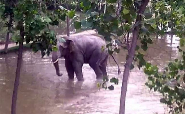जंगली हात्ती बस्ती पसेपछि रौतहटमा त्रास