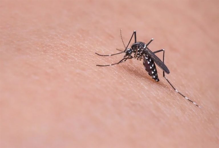 लामखुट्टेले मान्छेको रगत किन चुस्छ ? यस्तो छ वैज्ञानिक कारण