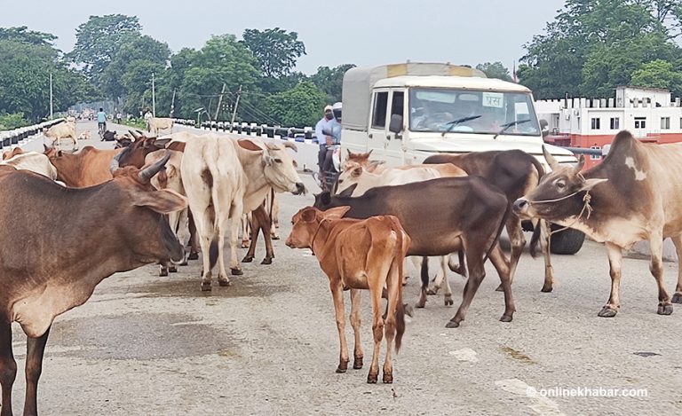 आज विश्व पशु दिवस मनाइँदै