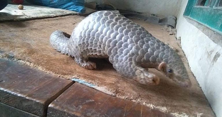 नेपालमा नै पहिलोपटक सालक सम्मेलन