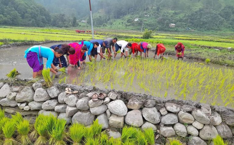 सुदूरपश्चिममा ४५ प्रतिशत रोपाइँ, सबैभन्दा बढी बैतडीमा