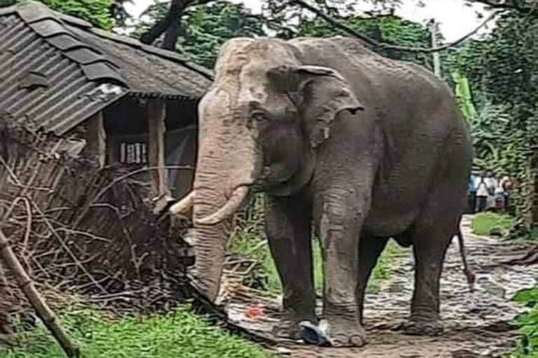 सर्लाहीमा हात्तीको आक्रमणबाट एक वृद्धाको मृत्यु, एकजना घाइते