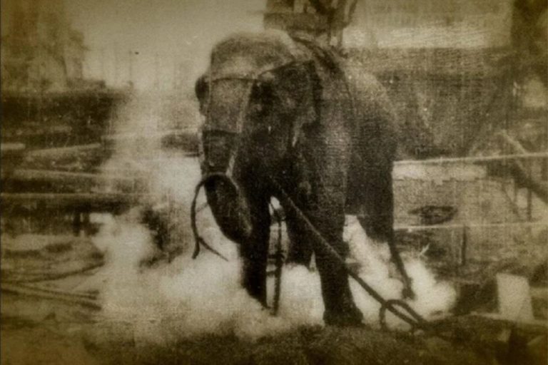 इतिहासकै क्रूर घटना, जब हजारौँ मानिसको बीचमा हात्तीलाई फाँसीमा चढाइयो