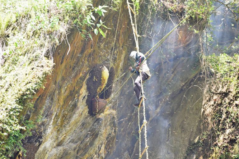 पुर्ख्यौली पेशा जोगाउँदै बेनीका युवा : अक्करे भिरमा महको शिकार