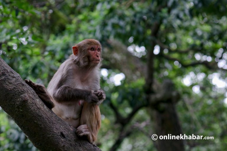 उम्मेदवारलाई मतदाताको प्रश्न : बाँदर नियन्त्रण गर्ने योजना छ ? 