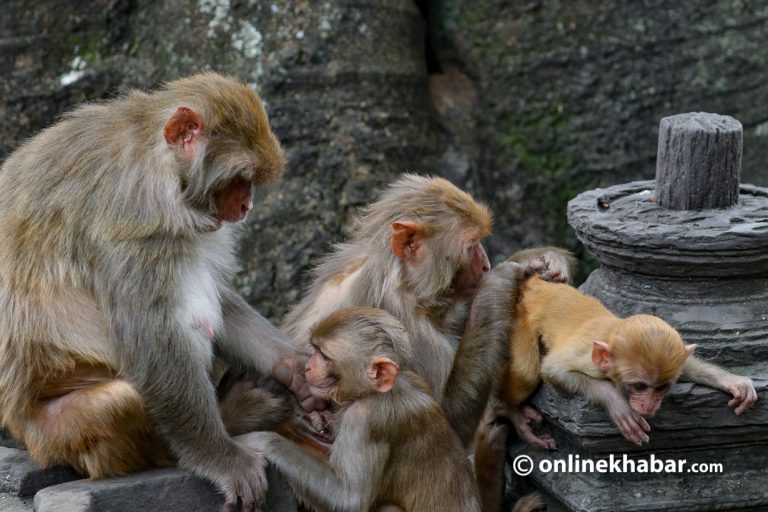 संसदीय समितिले सरकारलाई भन्यो– बाँदर बन्ध्याकरणको बजेट छुट्याउनू