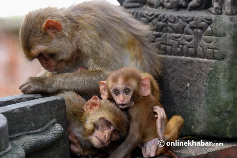 चीनलाई एक लाख बाँदर बेच्ने तयारीमा श्रीलङ्का