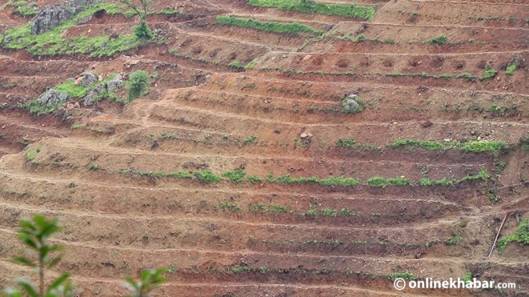 गुल्मीको नयाँ गाउँमा चक्लाबन्दी गरेर सुन्तला खेती