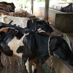 प्रहरीको जागिर छाडेर गाईपालन, दिनमै बेच्छन् १५० लिटर दूध