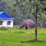 झापामा मानव-हात्ती द्वन्द्व : १६ वर्षमा ८० मानिस र २८ हात्तीको ज्यान गयो