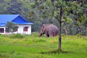 झापामा जंगली हात्ती रोक्न संयुक्त गस्ती