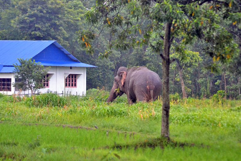 झापामा हात्तीको आक्रमणबाट एक जनाको मृत्यु