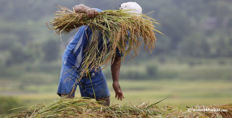 बागलुङमा २० हजार मेट्रिक टन धान उत्पादन