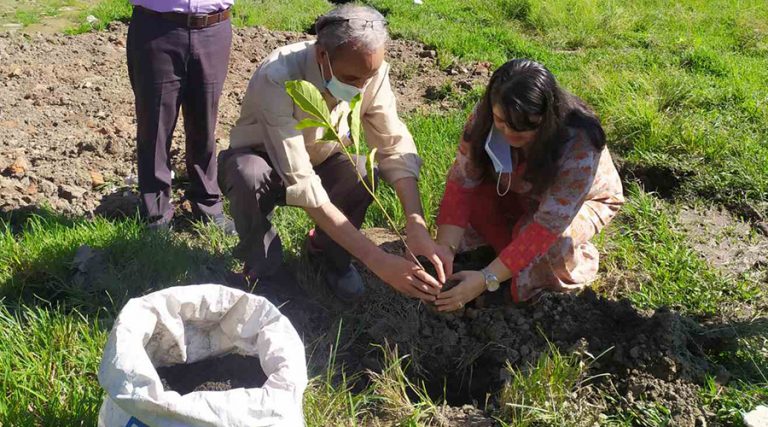 ग्लोबल आईएमई बैंक र त्रिविको सहकार्यमा वृक्षारोपण