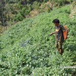 बाली लगाउनुअघि नै न्यूनतम समर्थन मूल्य, किसानको बैंक खातामा पैसा