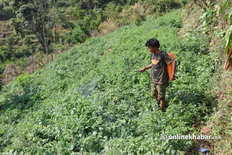 बाली लगाउनुअघि नै न्यूनतम समर्थन मूल्य, किसानको बैंक खातामा पैसा