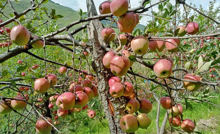 काँचो जुम्ली स्याउ संकलनमा स्थानीयतहको रोक