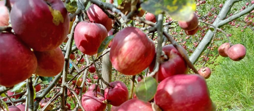 काली मार्सी फल्ने जुम्लाका फाँटमा स्याउ खेती