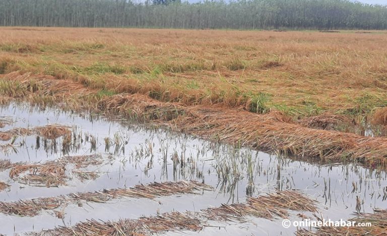 धानबाली क्षति पुगेका किसानलाई राहत दिन किसान महासंघको माग