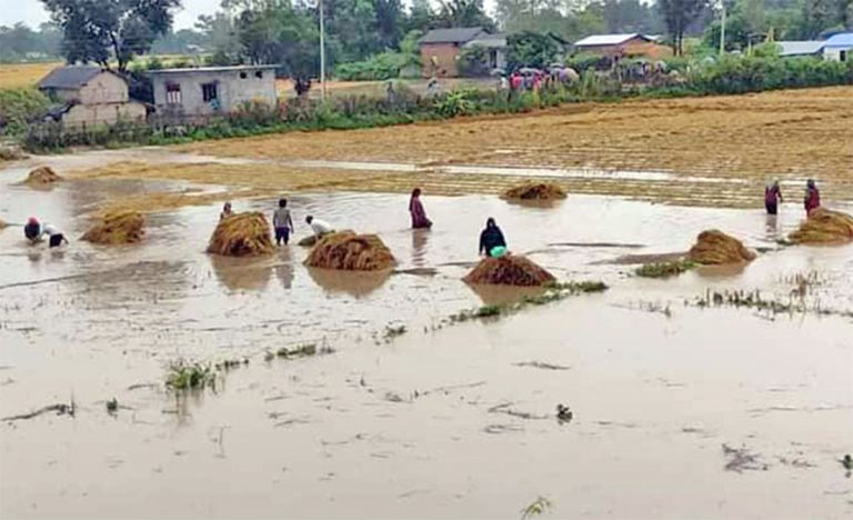 लुम्बिनीमा ३६ हजार हेक्टरमा काटेको धान डुबानमा