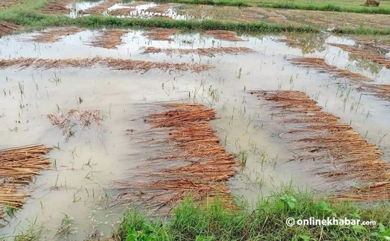 धानबालीको क्षति अध्ययन गर्न गृह सचिवको नेतृत्वमा कार्यदल गठन