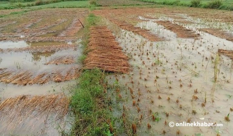 धानबालीमा क्षति भोगेका किसानलाई सरकारले ६५ प्रतिशतसम्म राहत दिने
